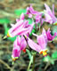 Dodecatheon media red 6152